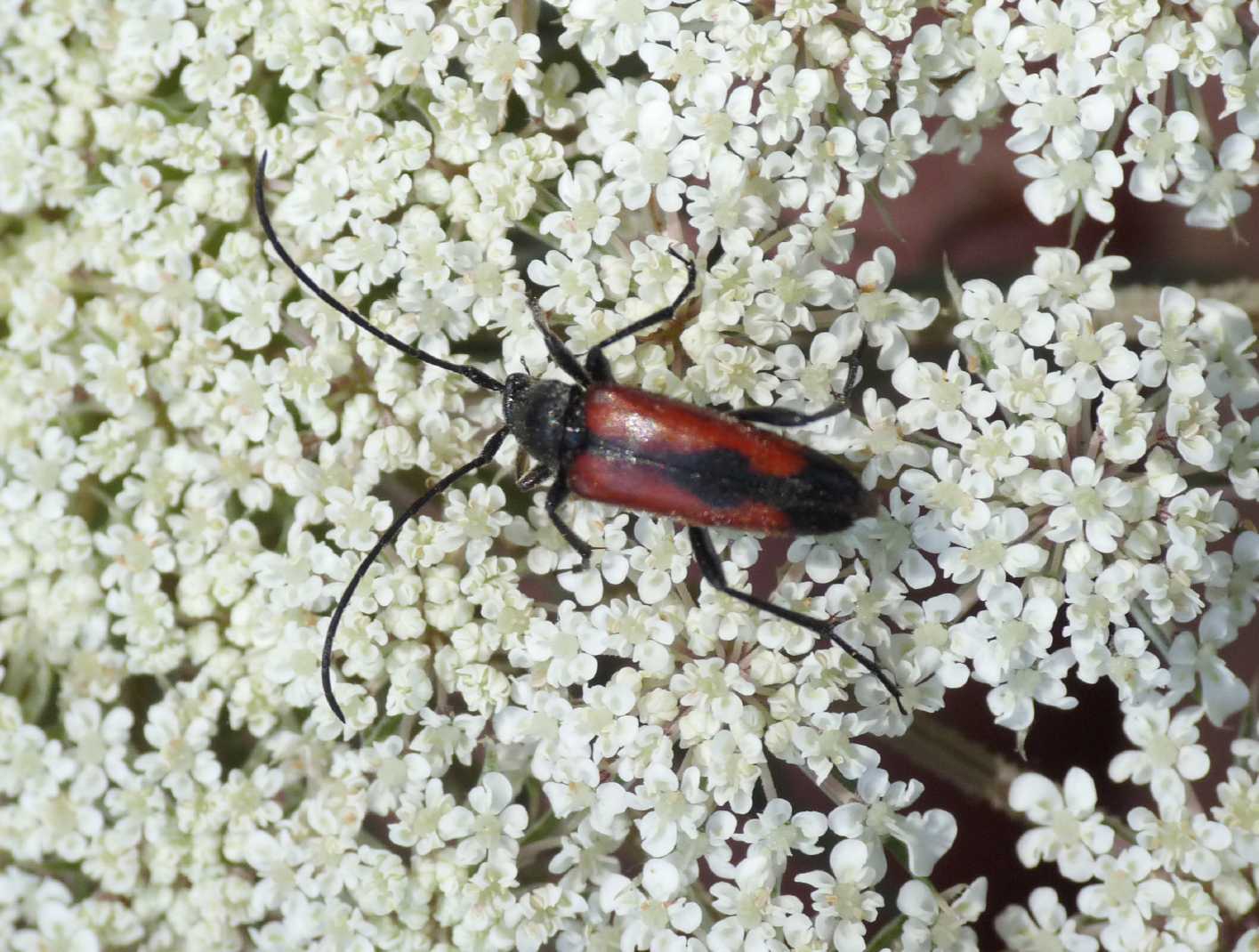 Stenurella bifasciata, femmina (Cerambycidae)